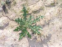 20110919-20110919-Ausflug Tongrube (60)